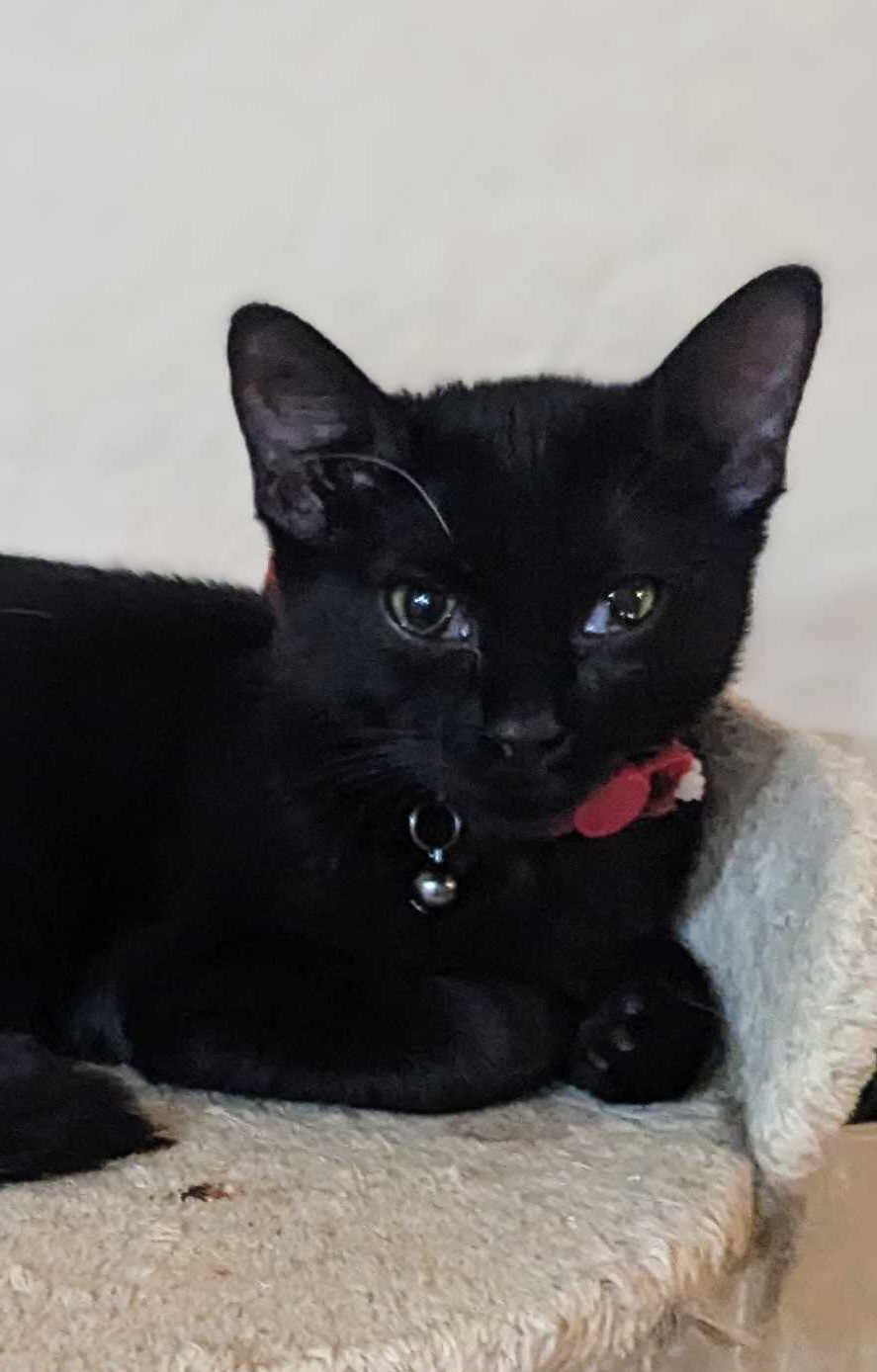 adoptable Cat in Chandler, AZ named Jazz Rhythme