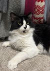 adoptable Cat in Chandler, AZ named Sawyer Wildflower