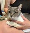 adoptable Cat in Chandler, AZ named Ruth Wildflower