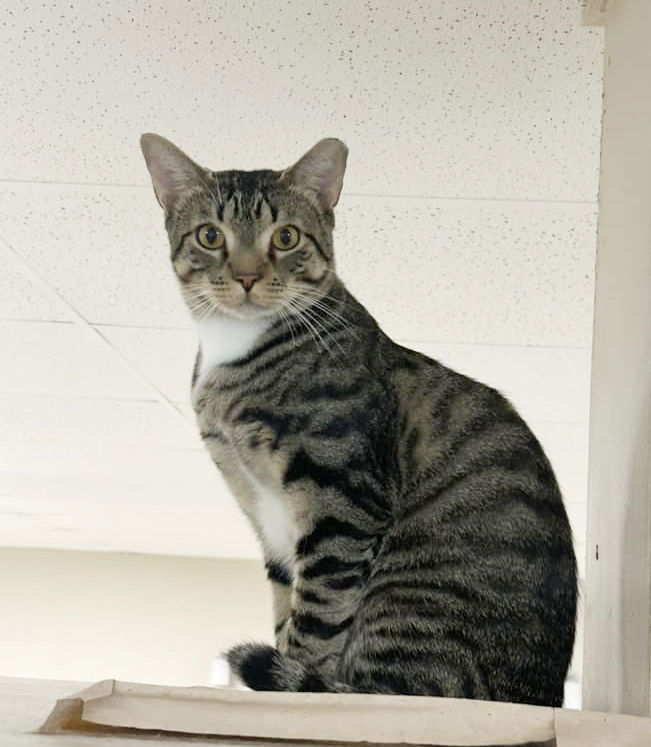 Photo of Sgt. Tibbs Aristocat & Vesper Sparrow Bonded Pair