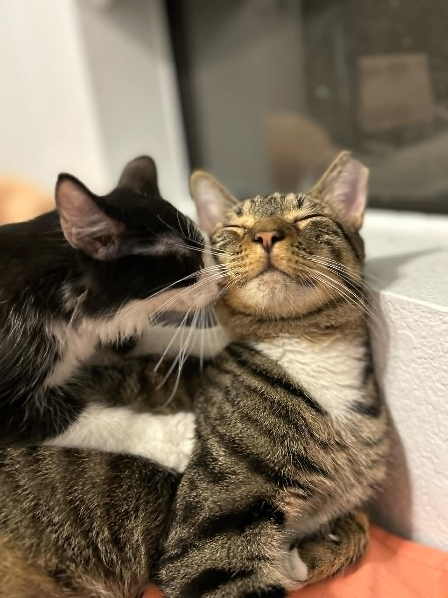 Photo of Sgt. Tibbs Aristocat & Vesper Sparrow Bonded Pair