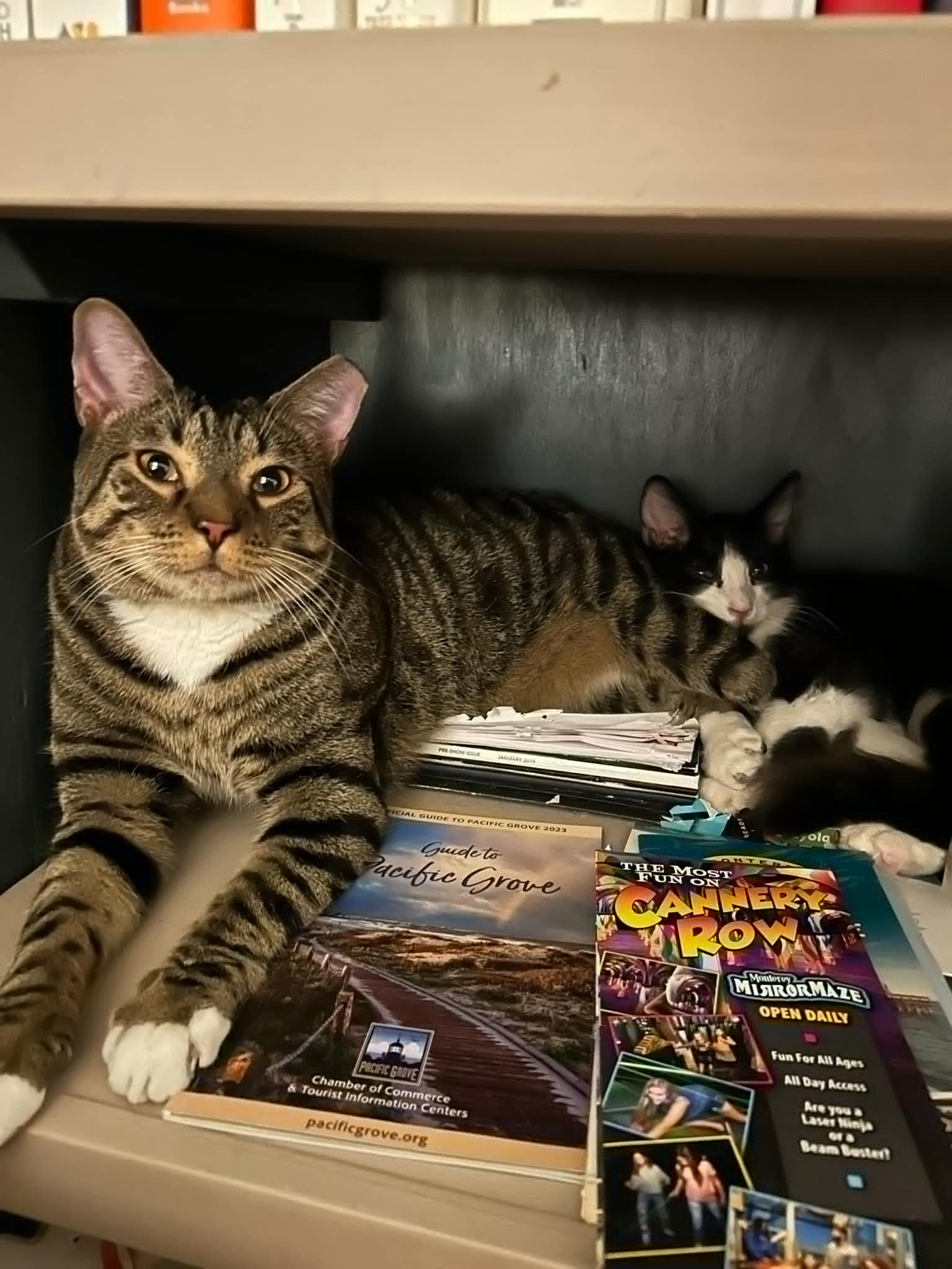 Photo of Sgt. Tibbs Aristocat & Vesper Sparrow Bonded Pair