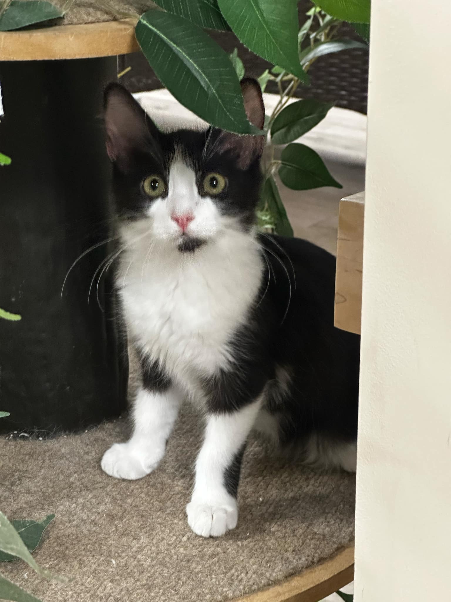 Photo of Sgt. Tibbs Aristocat & Vesper Sparrow Bonded Pair