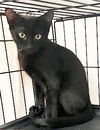 adoptable Cat in Chandler, AZ named Edward Twilight