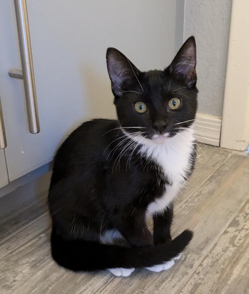 adoptable Cat in Chandler, AZ named Aegon Targoryen