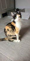 adoptable Cat in Chandler, AZ named Chloe Greenway