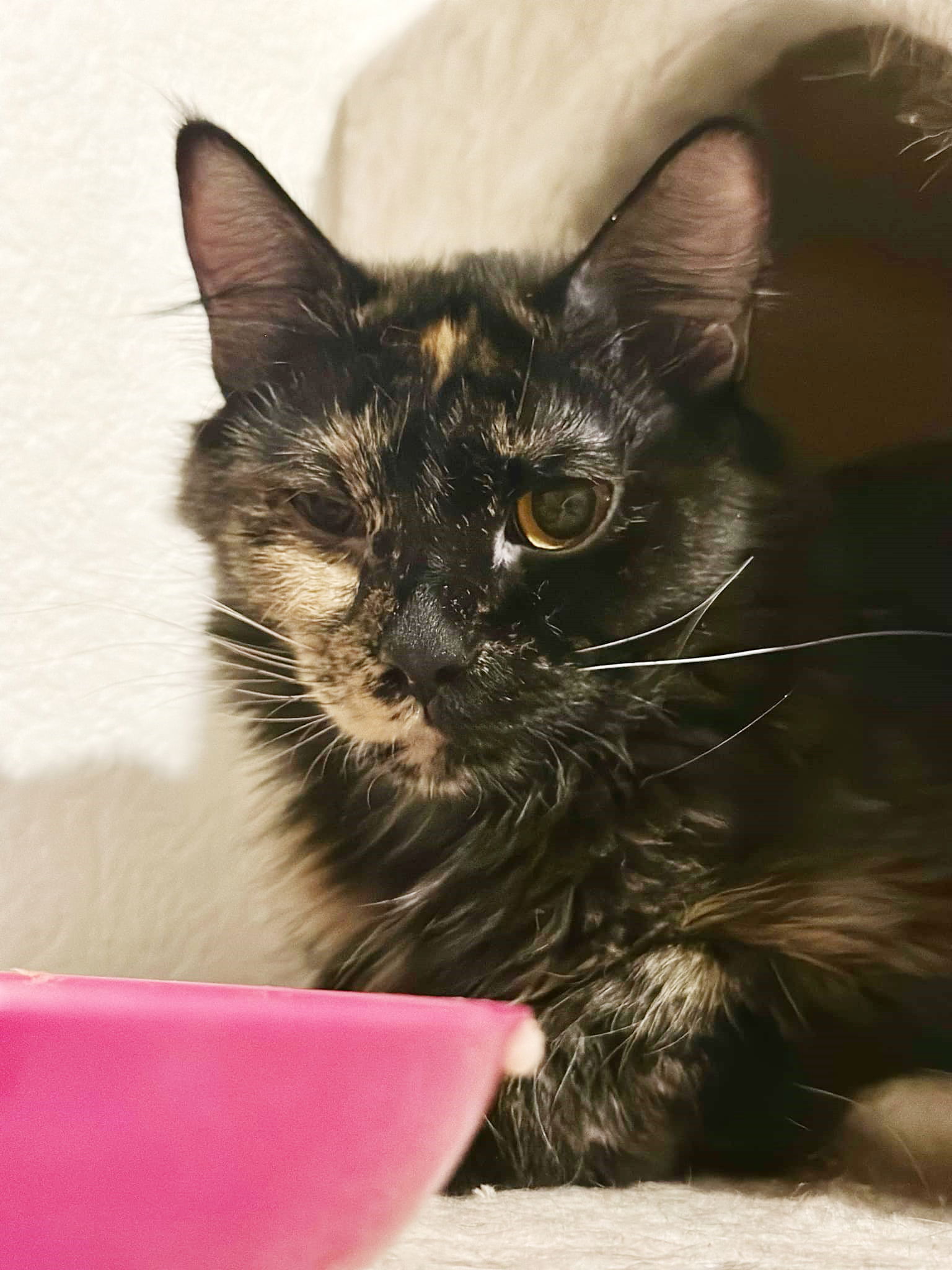 adoptable Cat in Chandler, AZ named Tiffy Yamya