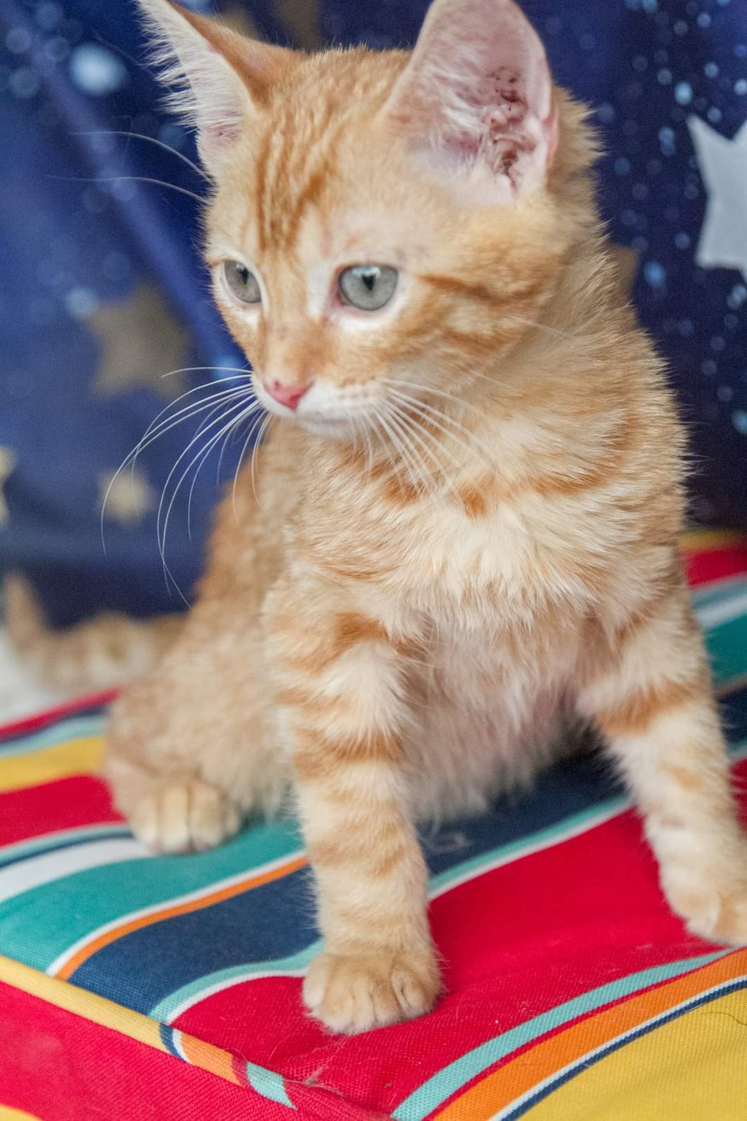 adoptable Cat in Chandler, AZ named Happi Surprise