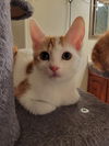 adoptable Cat in Chandler, AZ named Sherbert Cream