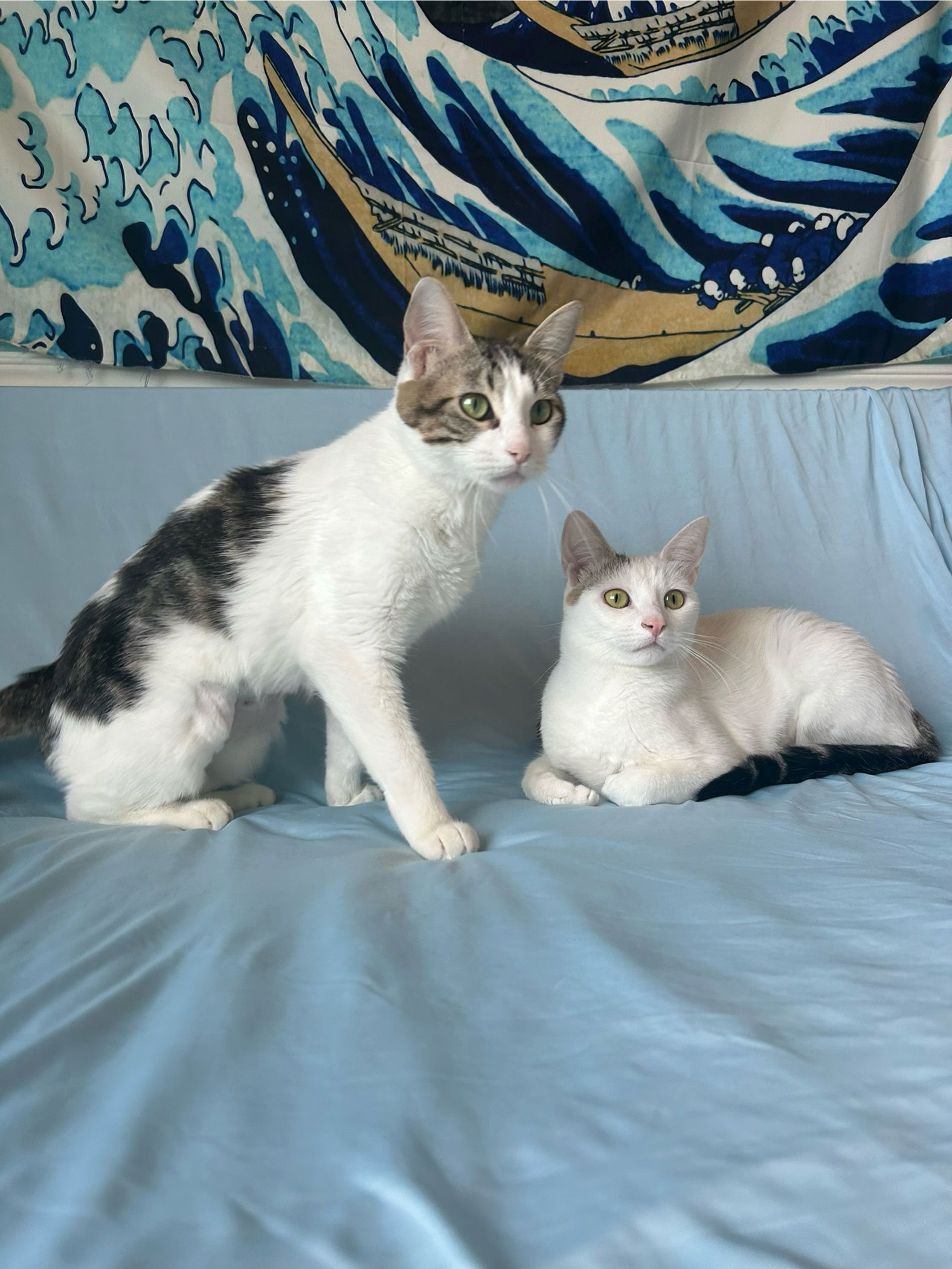 Photo of Zelda Stardust & Ringo Stardust Bonded Pair