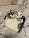 adoptable Cat in Chandler, AZ named Zelda Stardust & Ringo Stardust BONDED PAIR