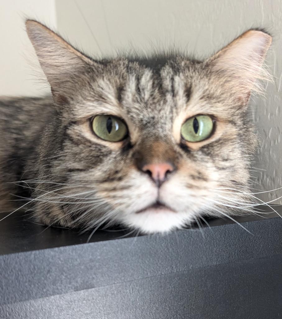 adoptable Cat in Chandler, AZ named Spunky Sampson