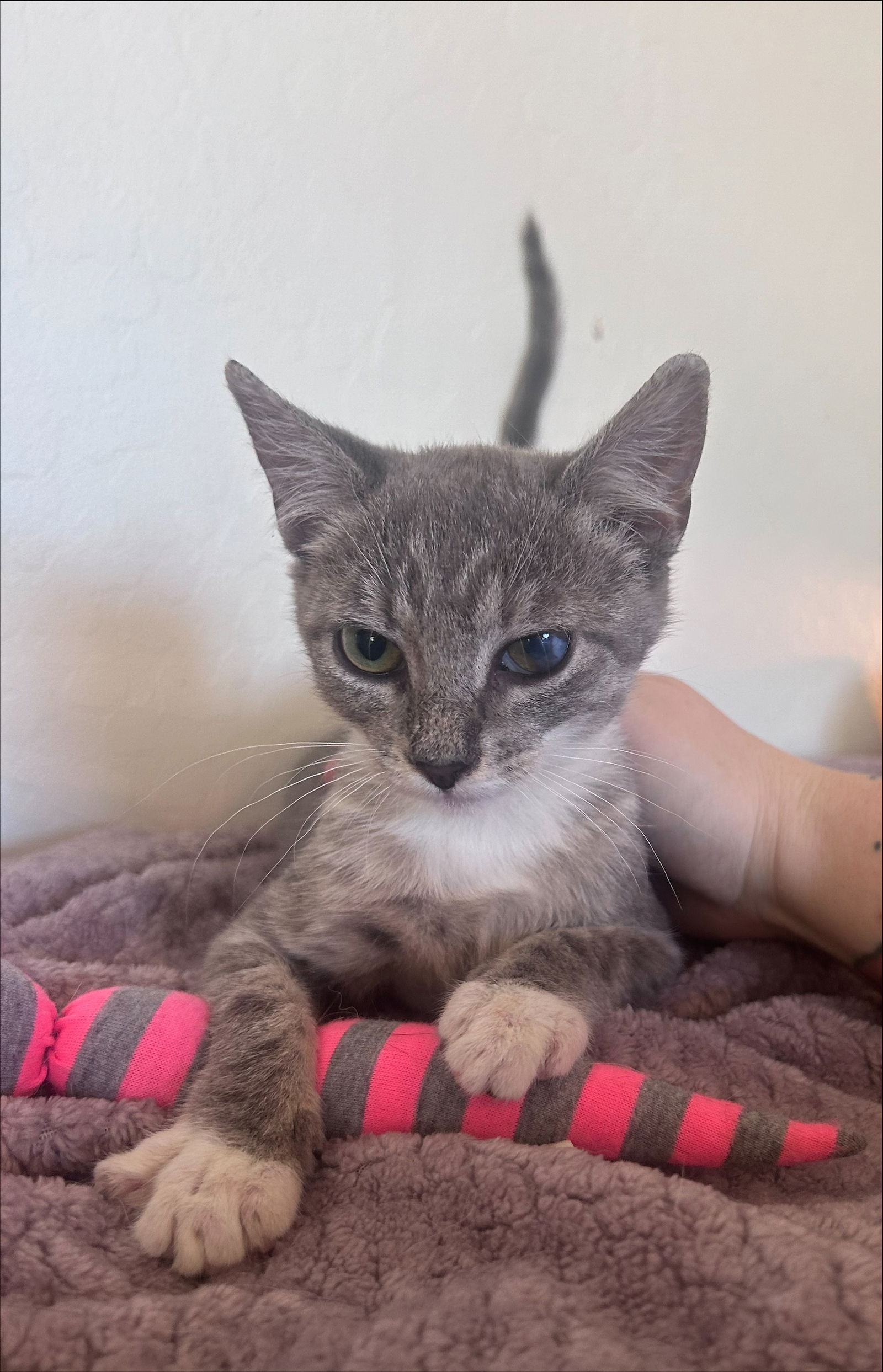 adoptable Cat in Chandler, AZ named Muffin Boulangerie