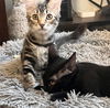 adoptable Cat in  named Jilly Kaspa- Mila Kaspa-  BONDED PAIR