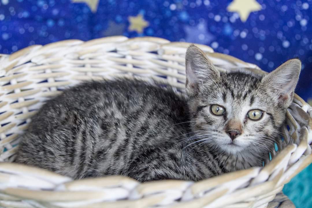 adoptable Cat in Chandler, AZ named Ambrose Thanos