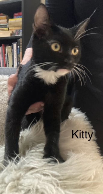 adoptable Cat in Chandler, AZ named Kitty Darcy