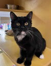 adoptable Cat in Chandler, AZ named Elizabeth Darcy