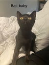 adoptable Cat in Chandler, AZ named Bat-baby Darcy