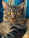 adoptable Cat in , AZ named Mieu Flores