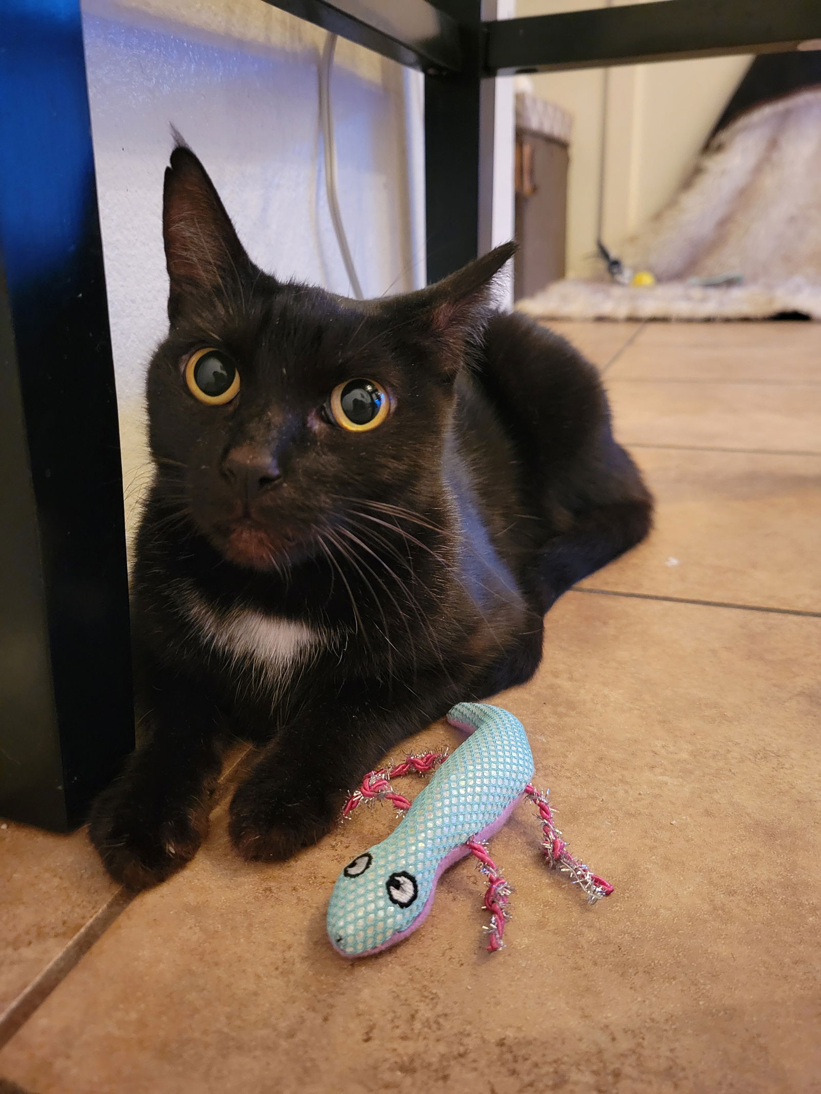 adoptable Cat in Chandler, AZ named Rei June