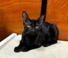 adoptable Cat in Chandler, AZ named Danny McDavid