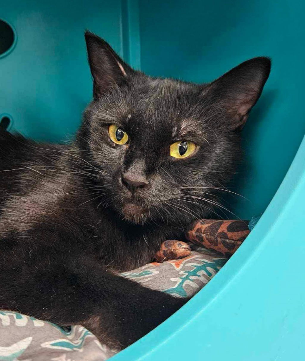 adoptable Cat in Chandler, AZ named Galaxy Void