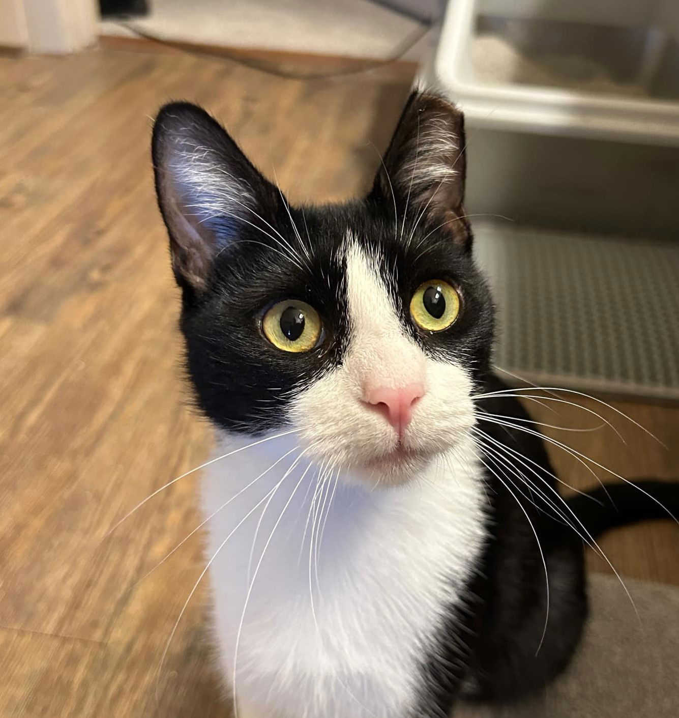 adoptable Cat in Chandler, AZ named Luna Luni