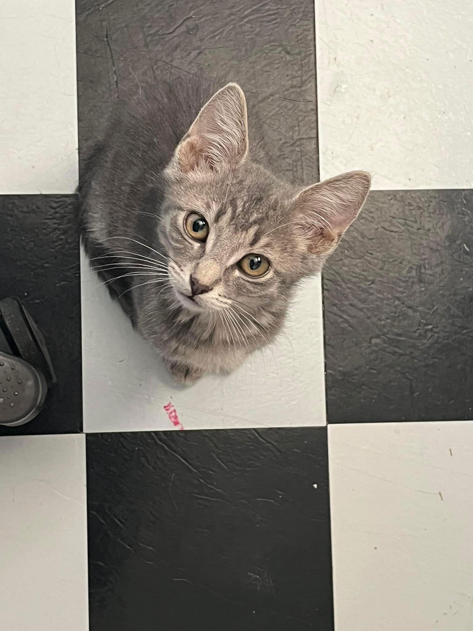 adoptable Cat in Chandler, AZ named Humphrey Saint Marie