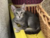 adoptable Cat in Chandler, AZ named Catherine Saint Marie