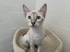 adoptable Cat in Chandler, AZ named Florence Saint Marie