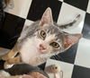 adoptable Cat in Chandler, AZ named Madeline Saint Marie