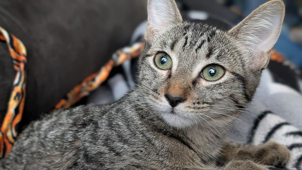 adoptable Cat in Chandler, AZ named Spaghetti Pasta