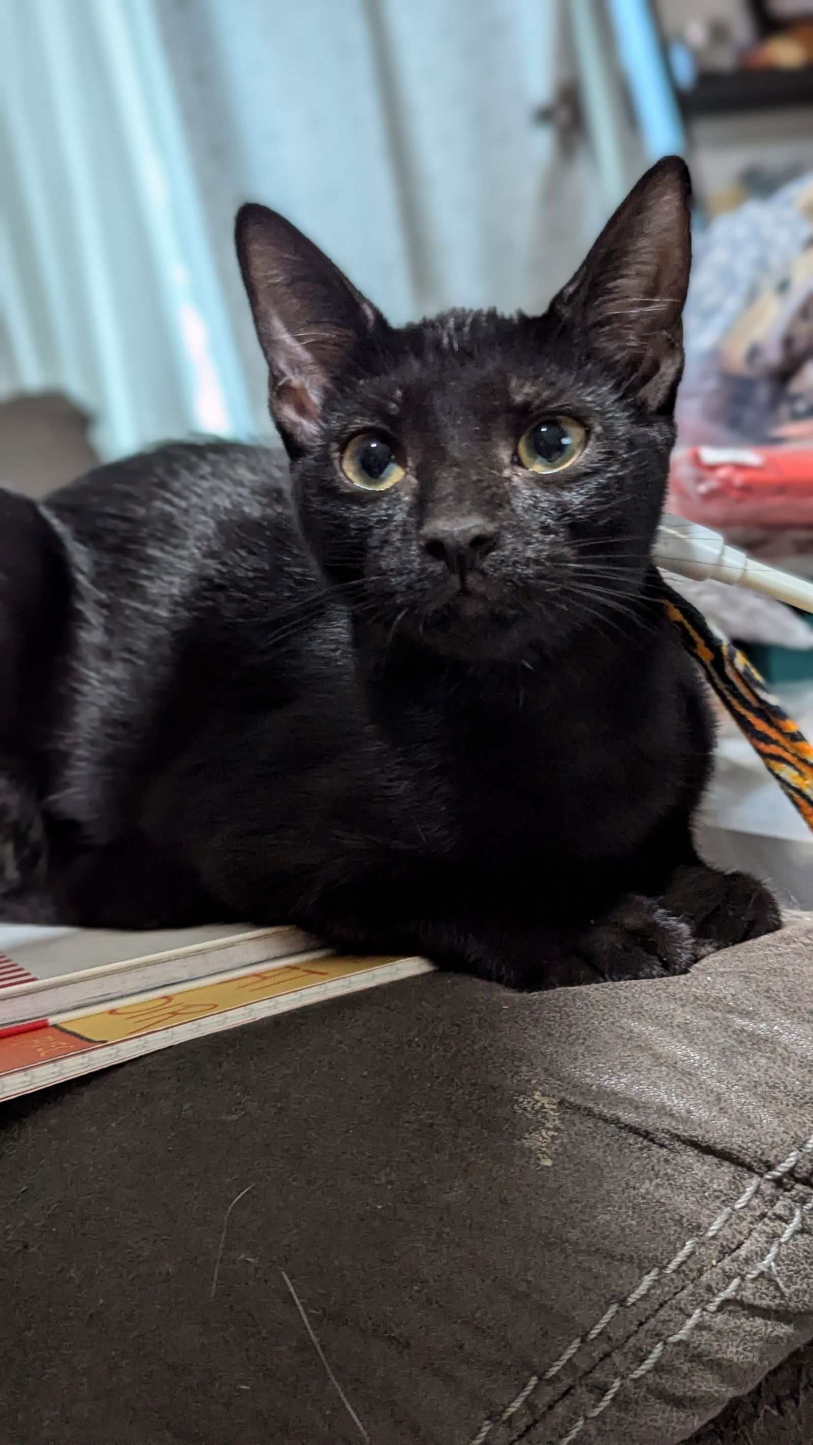 adoptable Cat in Chandler, AZ named Macaroni Pasta