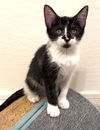 adoptable Cat in Chandler, AZ named Annie Sy