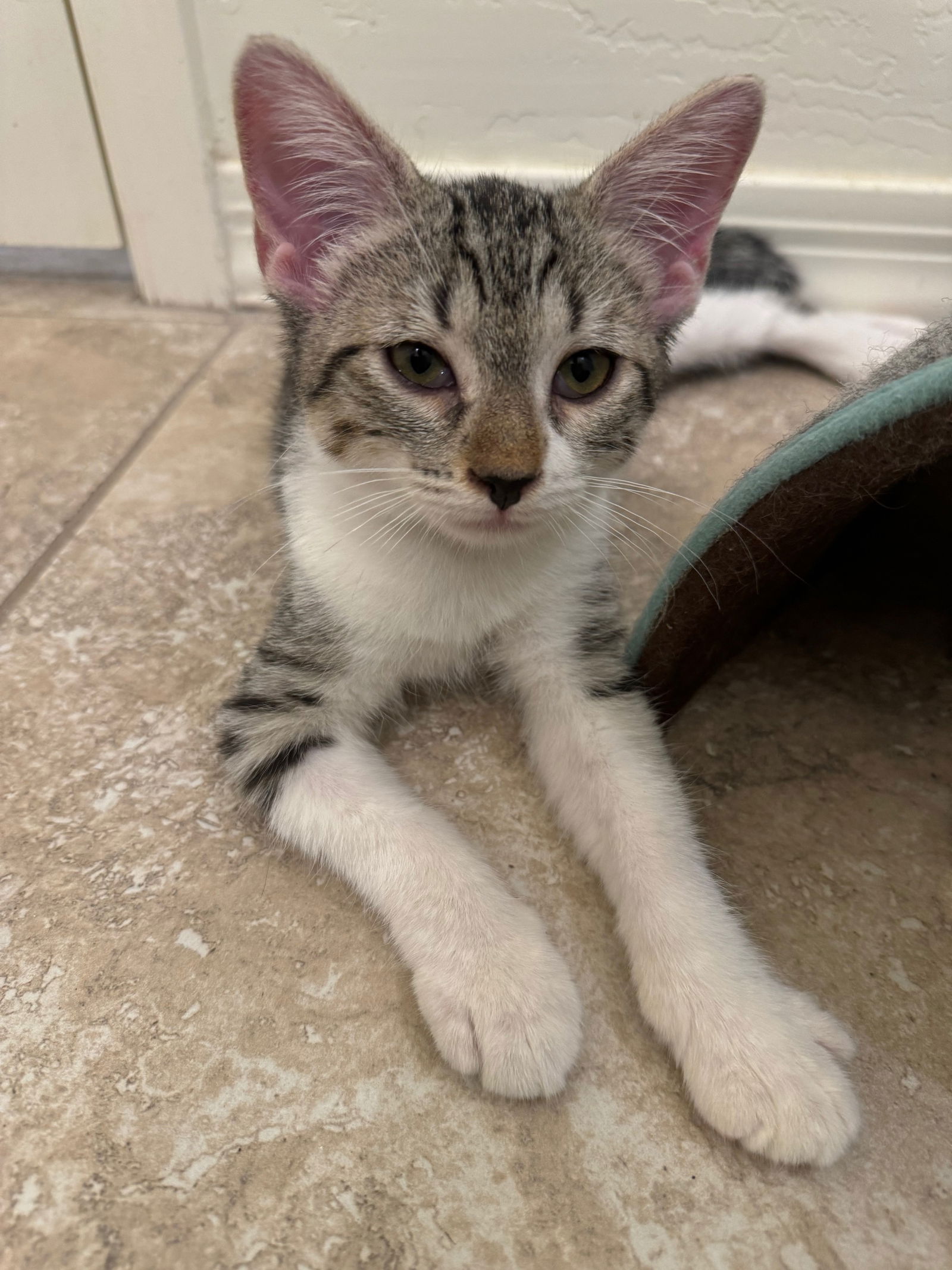 adoptable Cat in Chandler, AZ named Alistar Sy