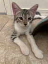 adoptable Cat in Chandler, AZ named Alistar Sy