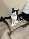 adoptable Cat in  named Cecil Valentine