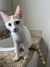 adoptable Cat in Chandler, AZ named Fanta Cream