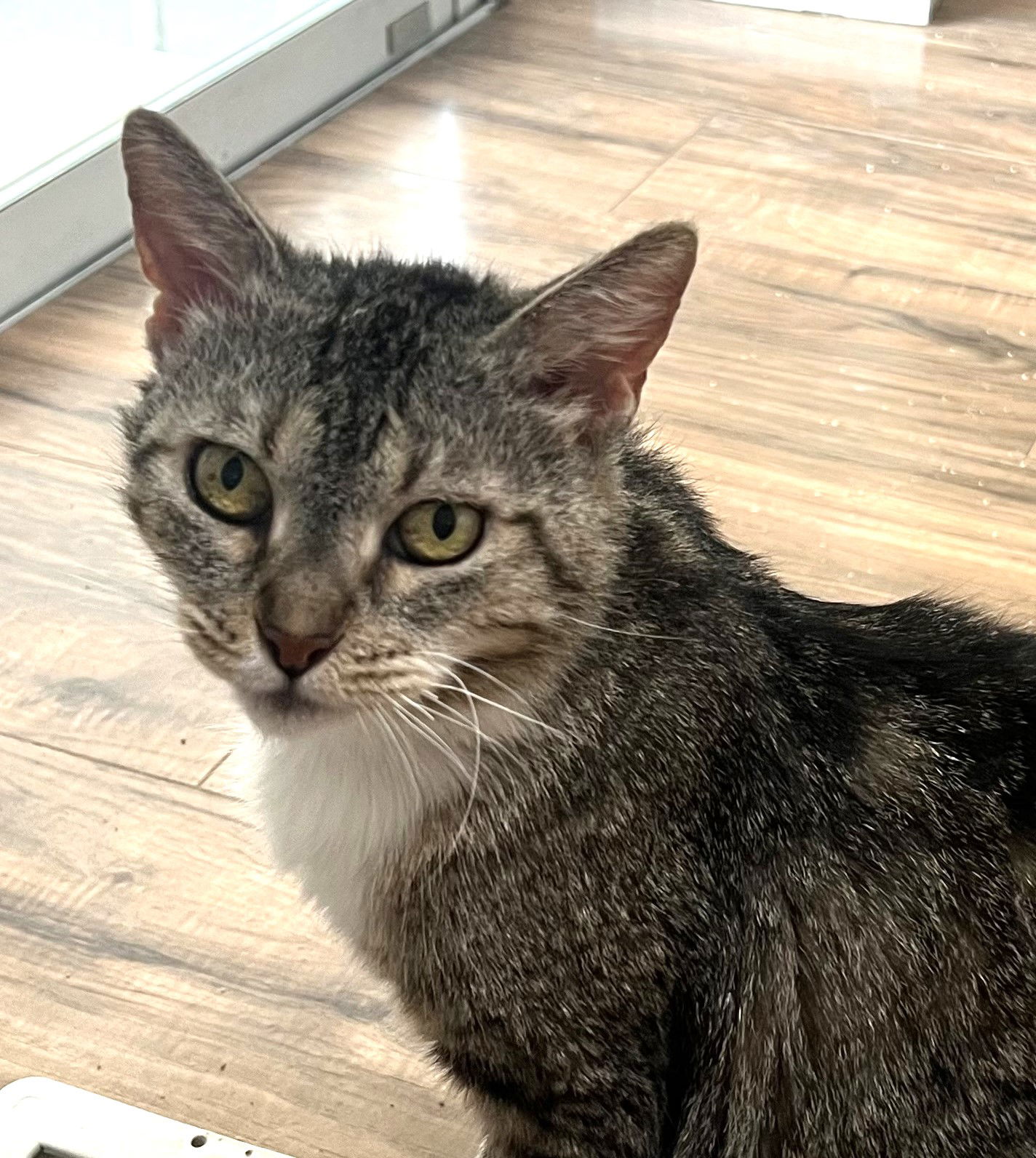 adoptable Cat in Chandler, AZ named Olivia Rose