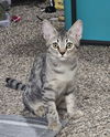 adoptable Cat in , AZ named Ernestine Muppet