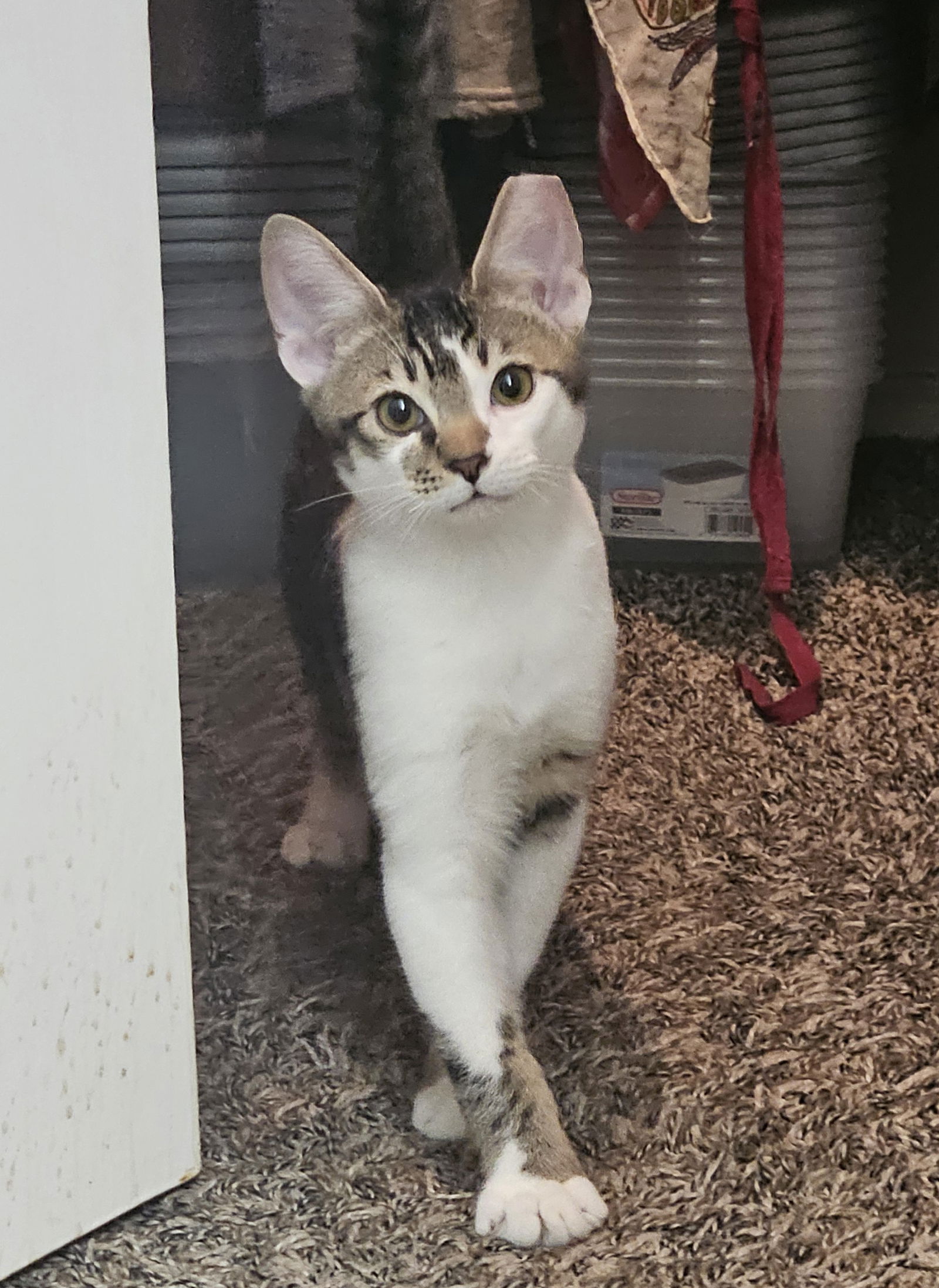 adoptable Cat in Chandler, AZ named Bert Muppet