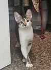 adoptable Cat in , AZ named Bert Muppet