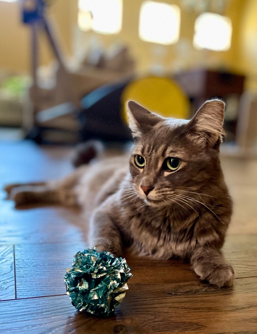 adoptable Cat in Chandler, AZ named Bella Beauty