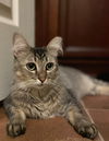 adoptable Cat in Chandler, AZ named Sol Beauty