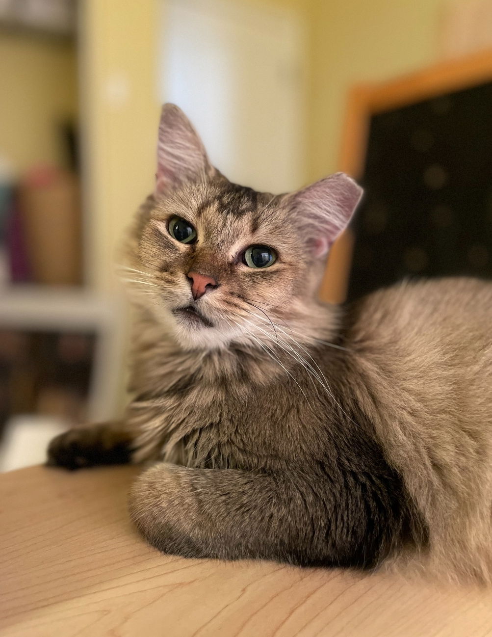 adoptable Cat in Chandler, AZ named Luna Beauty