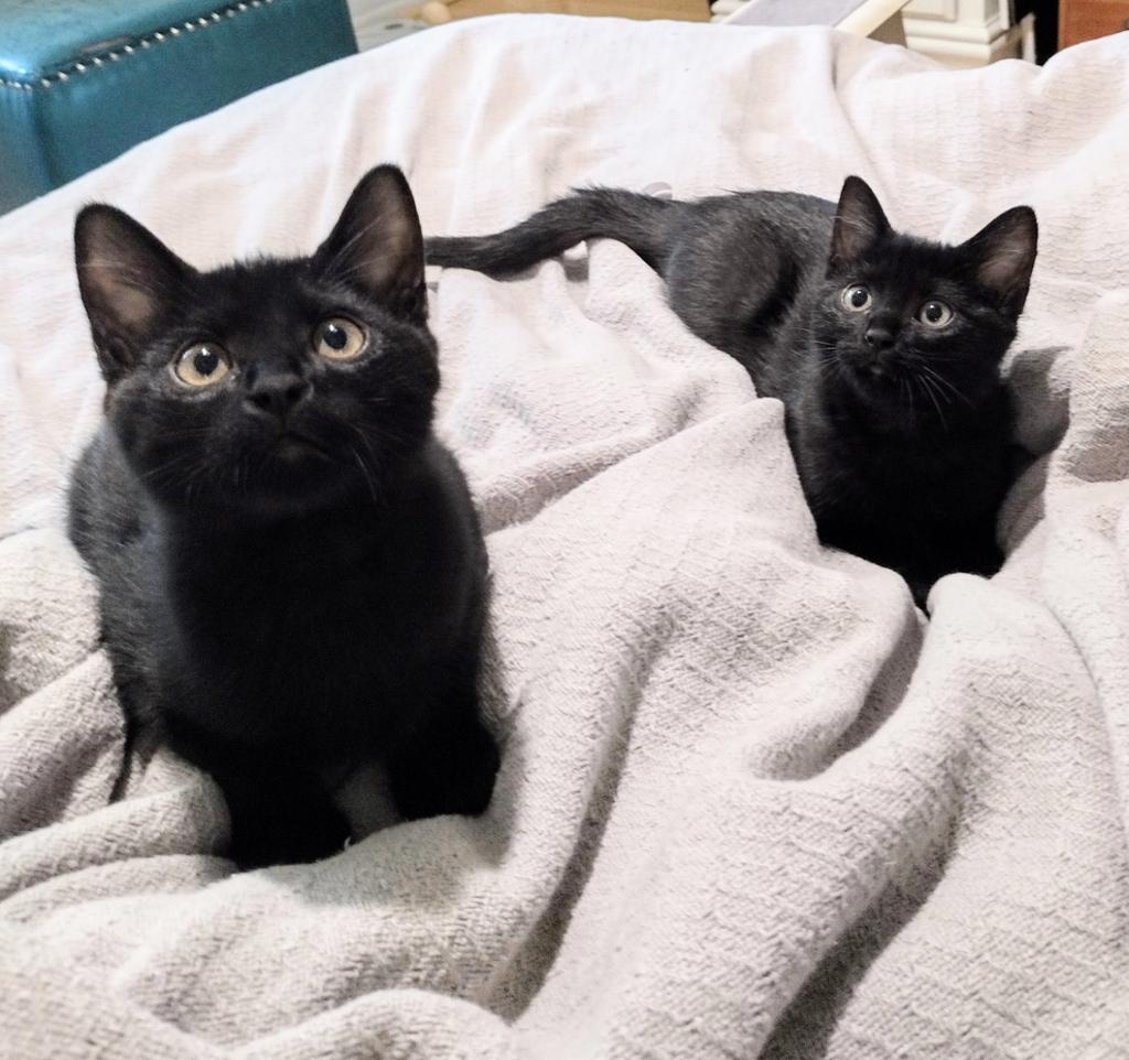 adoptable Cat in Chandler, AZ named Sparkle & Twinkle Bellarose BONDED PAIR