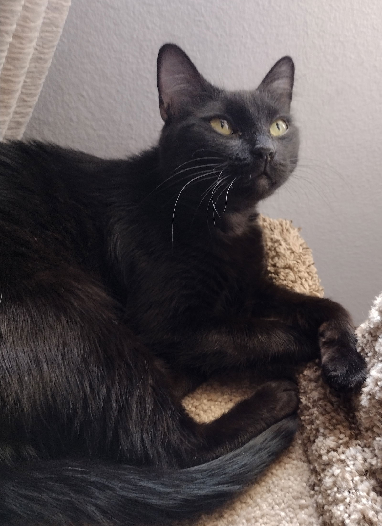 adoptable Cat in Chandler, AZ named Adara Bellarose