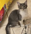 adoptable Cat in Chandler, AZ named Fern Roberts