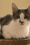 adoptable Cat in , AZ named Sage Roberts