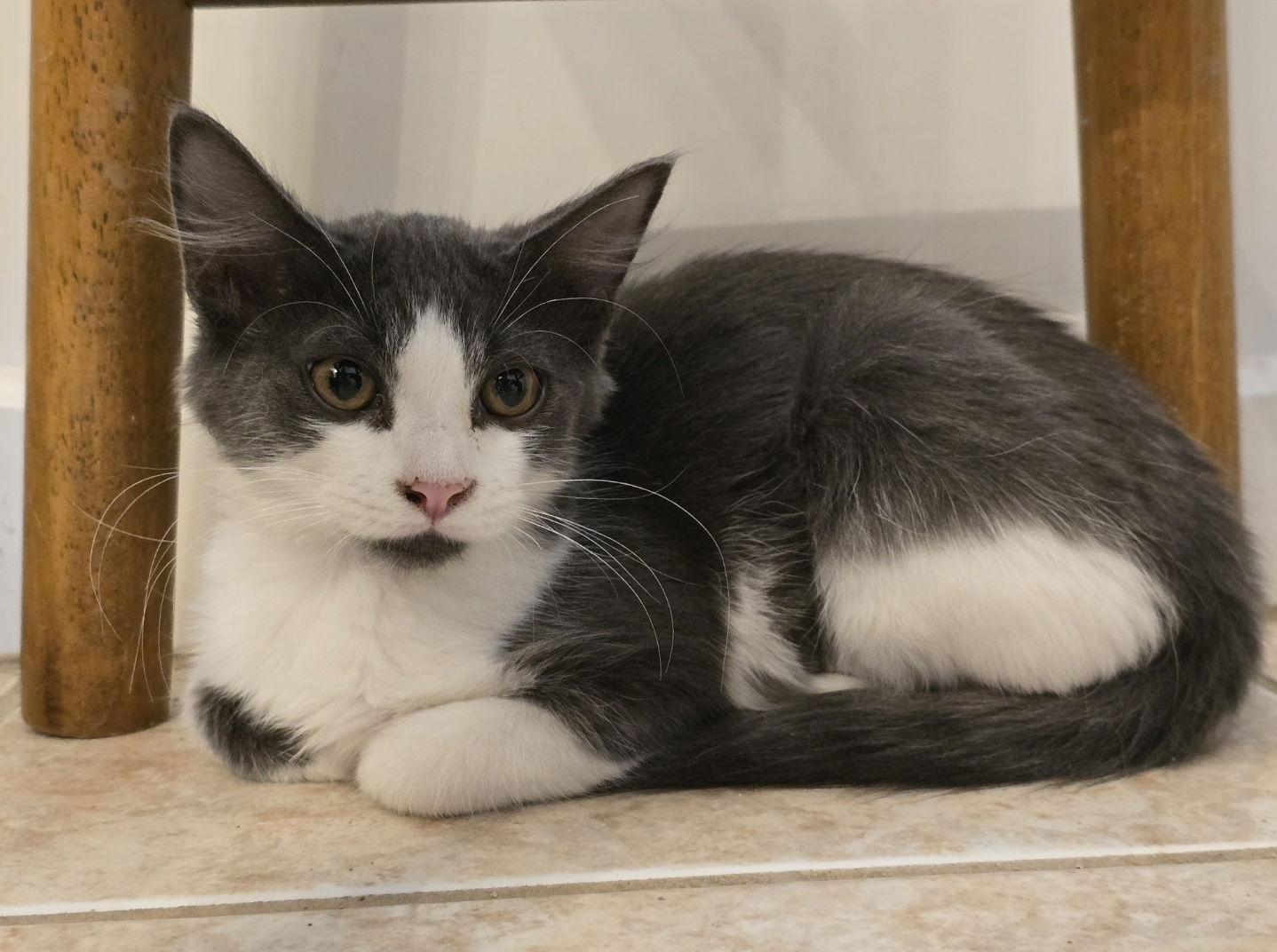 adoptable Cat in Chandler, AZ named Faye Roberts